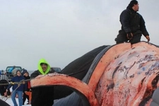 Balina Yağı Özellikleri ve Faydaları Nelerdir?