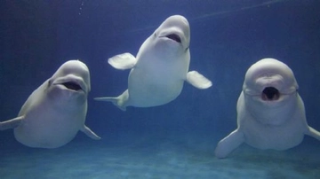 Beyaz Balina Türleri ve Özellikleri